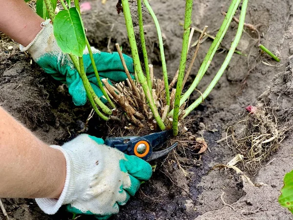 Tukang Kebun Memotong Hedge Hydrangea Dengan Pemangkas Kebun Close Memangkas — Stok Foto