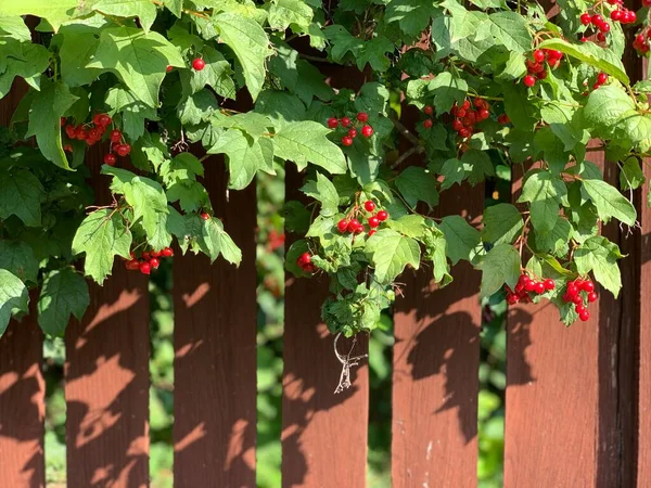 一丛红色的藤蔓 在木栅栏的后面 — 图库照片