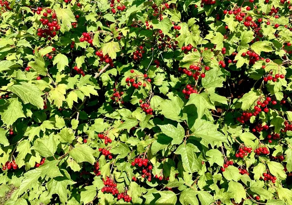 红色藤蔓的绿叶和浆果的背景 — 图库照片