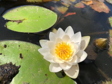Göletin yüzeyinde beyaz nilüfer çiçeği. Gölette beyaz nilüferler.