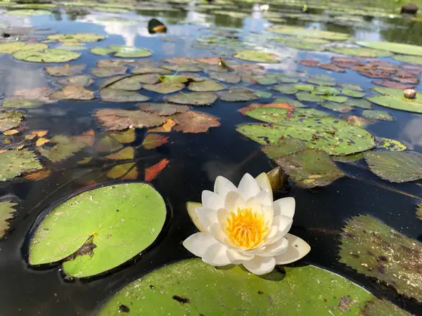 Vit Lotus Ytan Dammen Vitvattensliljor Dammen — Stockfoto