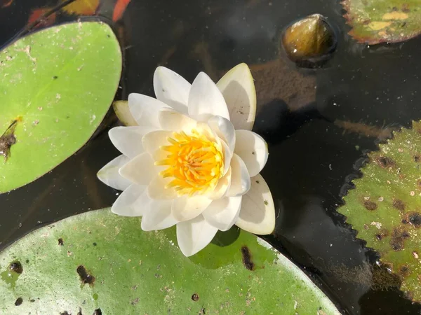 White Lotus Surface Pond White Water Lilies Pond — Stock Photo, Image