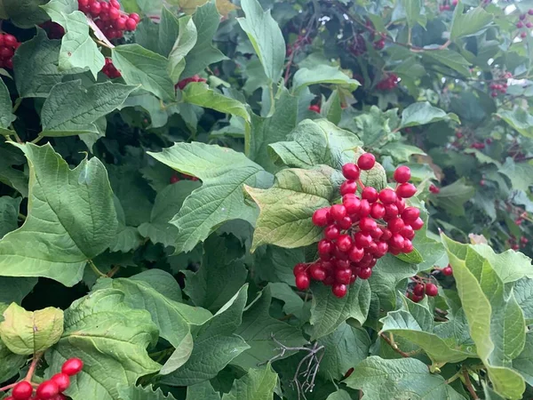 Μούρα Viburnum Ένα Κλαδί — Φωτογραφία Αρχείου