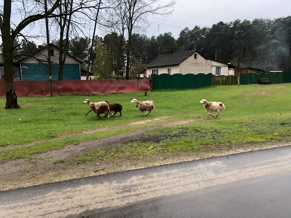 Flock Sheep Road — Stock Photo, Image