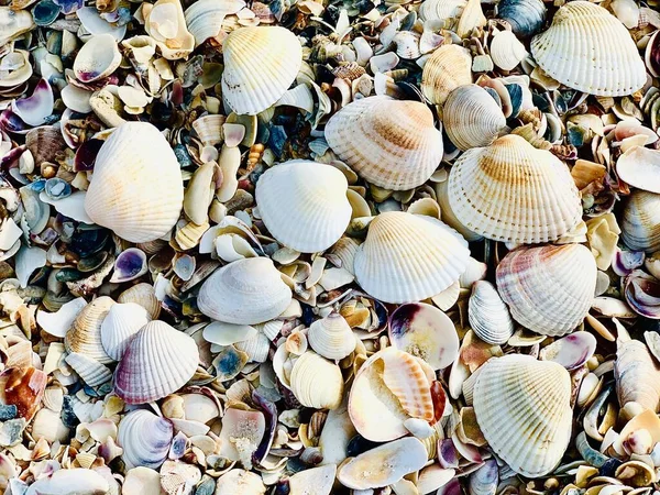 Güzel Deniz Kabuklarının Arkaplanı — Stok fotoğraf