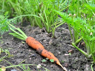 Bahçede havuç yetiştiriyorlar. Havuç hasadı.