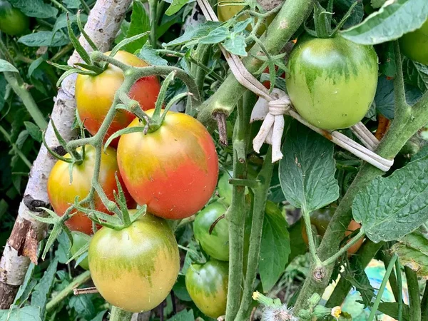토마토를 키우고 유기농 농장에서 재배하는 토마토 수확하기 — 스톡 사진