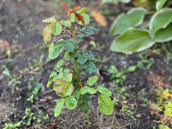 Καλλιεργώντας Ένα Τριαντάφυλλο Κήπου Μια Τριανταφυλλιά Φυτρώνει Παρτέρι Τριανταφυλλιά Χωρίς — Φωτογραφία Αρχείου