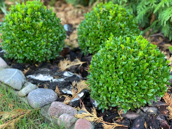 Green round boxwoods. Ornamental shrubs. Landscaping.