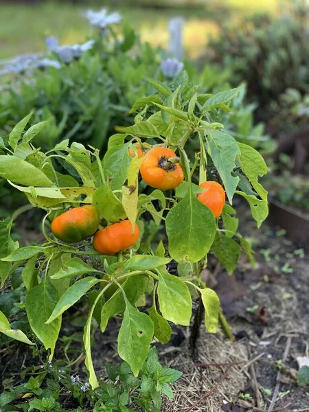 Csilingelő Paprika Ökológiai Gazdálkodásból Származó Harangpaprika — Stock Fotó