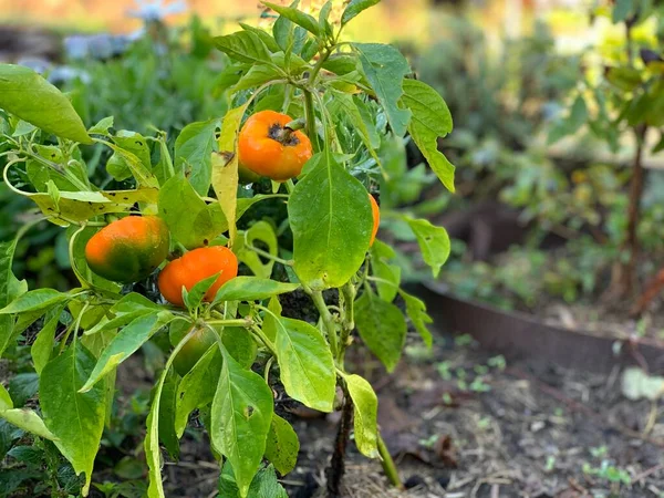 Csilingelő Paprika Ökológiai Gazdálkodásból Származó Harangpaprika — Stock Fotó