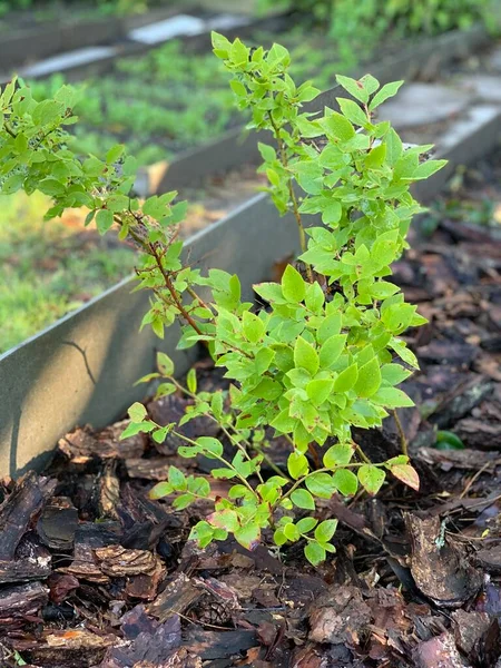 Bleuetière Dans Jardin — Photo