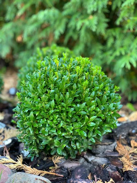 Okrągły Zielony Buxus Hoduję Bukszpan Krzewy Ozdobne — Zdjęcie stockowe