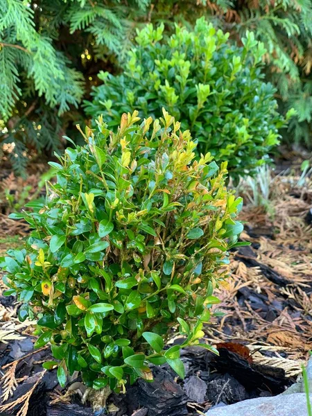 Ziekte Van Boxwood Boxwood Problemen Boxwood Bladeren Worden Geel Bruin — Stockfoto