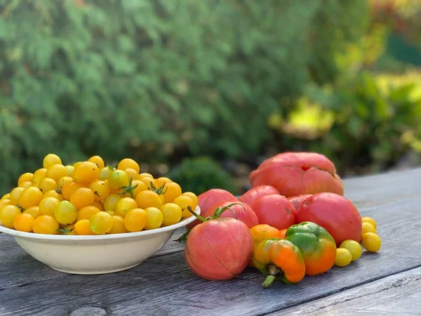 Multi Colored Ripe Tomatoes Wooden Background Vegetarian Concept Cocktail Tomatoes — Stock Photo, Image