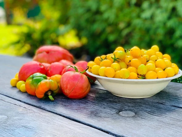 Multi Colored Ripe Tomatoes Wooden Background Vegetarian Concept Cocktail Tomatoes — Stock Photo, Image