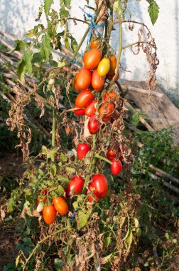 Bir ev bahçesinde yetiştirilen domates bitkiler