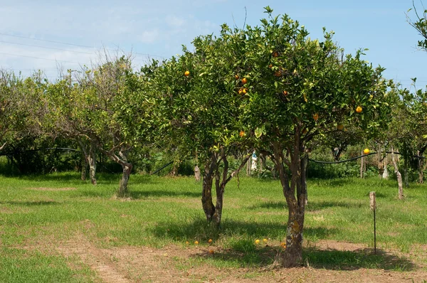 pomegranate plants ready to be harvested