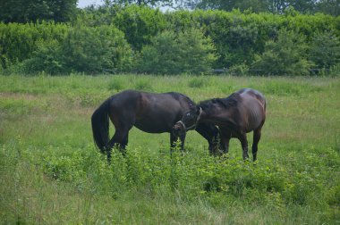 Güzel atlar beyaz kahverengi grubudur