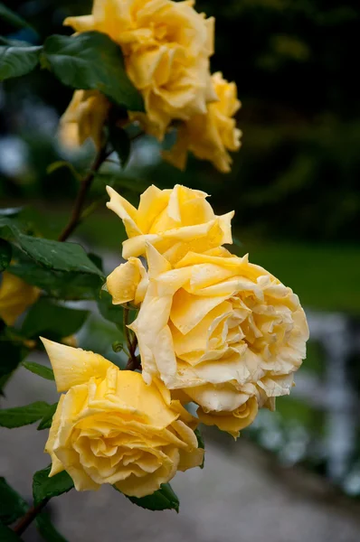 Beautiful yellow rose on a rainy day — Stock Photo, Image