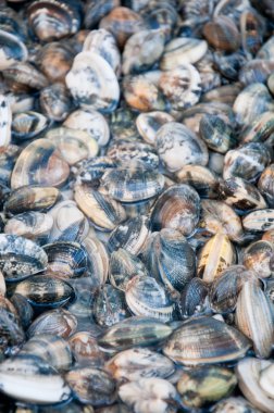 güzel ve lezzetli tatlı su midye