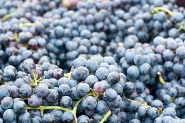 Demet üzüm Lambrusco, tipik İtalyan üzüm b için hazır