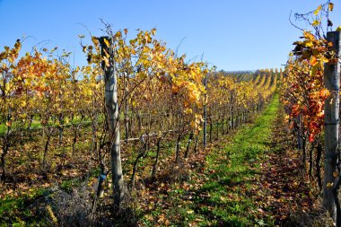 İtalyan Oltrep Pavese Barbera dikilmiş bağ