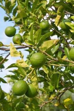 Limon ağacı limon alınması, İtalya hazır tam