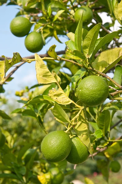 Lemon tree full of lemons ready to be taken,italy