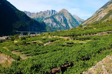 Üzüm bağları ile arka planda dağlar Aosta Vadisi içinde bulunan