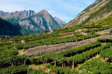 Üzüm bağları ile arka planda dağlar Aosta Vadisi içinde bulunan