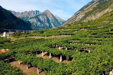 Üzüm bağları ile arka planda dağlar Aosta Vadisi içinde bulunan