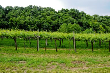 Amarone üreten Valpolicella içinde yer alan üzüm bağları