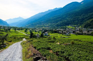 Üzüm bağları ile arka planda dağlar Aosta Vadisi içinde bulunan