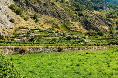 Üzüm bağları ile arka planda dağlar Aosta Vadisi içinde bulunan