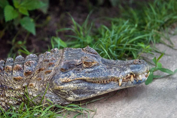 Resting Alligator — Stock Photo, Image