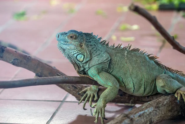 Leguan auf einem Ast — Stockfoto