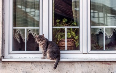 Tomcat bir pencerede