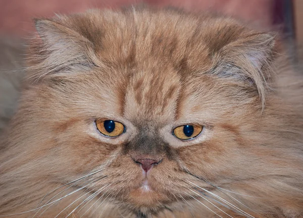 Gato persa — Foto de Stock