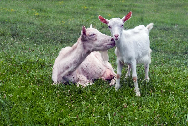 Chèvre et agneau — Photo