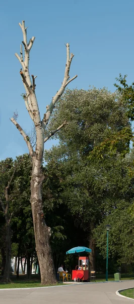 Popcorn Seller and the tree — Stock Photo, Image