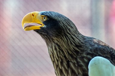 Sava Nehri izlerken turist