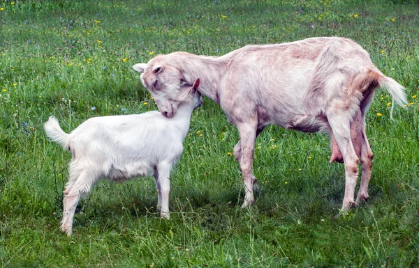 Chèvre et agneau — Photo