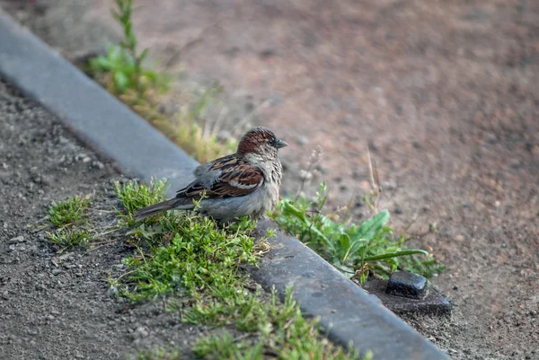 Sparrow on metal rail — Stock Photo, Image