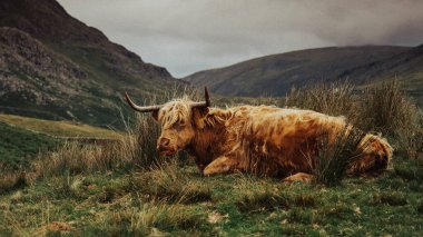 Göl Bölgesindeki Highland İneği