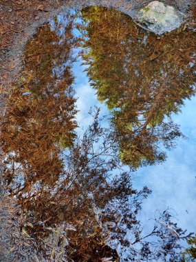 Su birikintisinde sonbaharın yansıması.