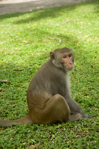 Macaco. — Fotografia de Stock