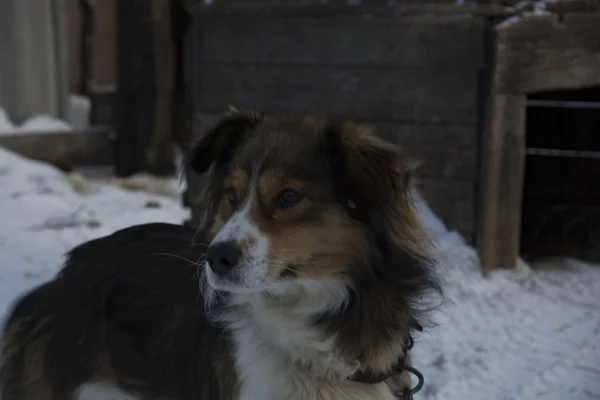 Hund, husdjur — Stockfoto