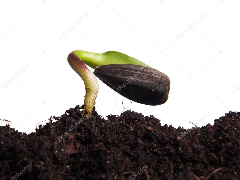 Sunflower Seed Germination