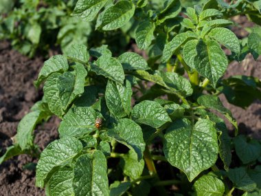 Patates bitki yetiştirme